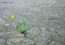 Foto Platz 3: Niklas Keller - Flower-Power